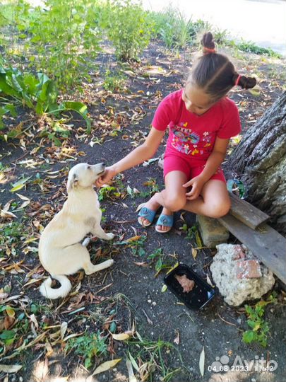 Миниатюрная собачка ищет дом