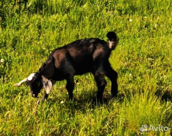 Нубийские козлята