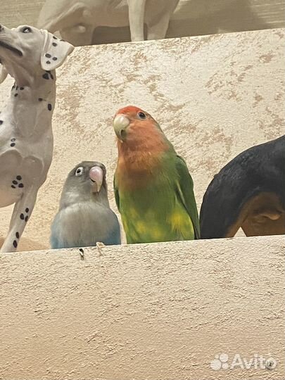 Попугай неразлучники с клеткой