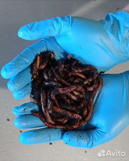 Черви для рыбалки Дендробена