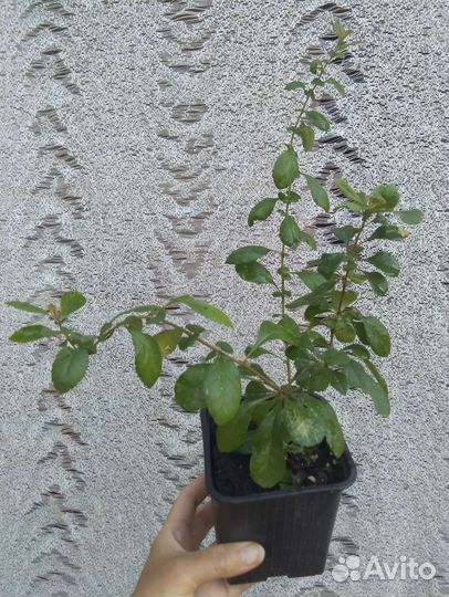 Хеномелес (Айва японская)