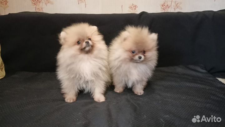 Супер мини померанцы