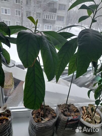 Мандариновое и авокадо дерево