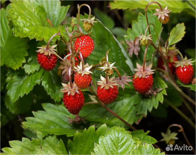 Земляника лесная