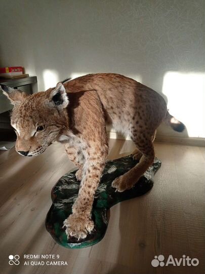 Чучело рыси (имитация)