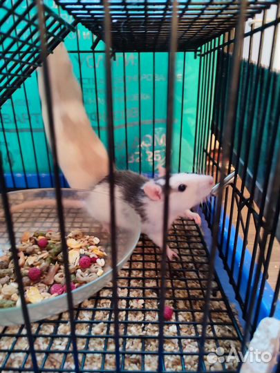 Крыса дамбо