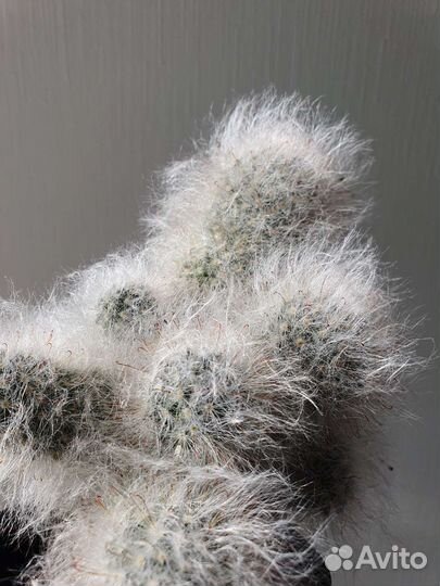 Кактус маммиллярия