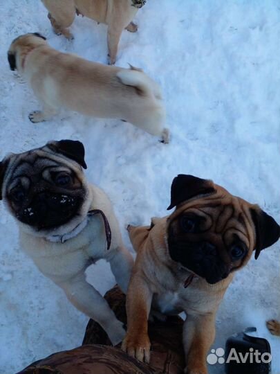 Вязка кобелями мопса