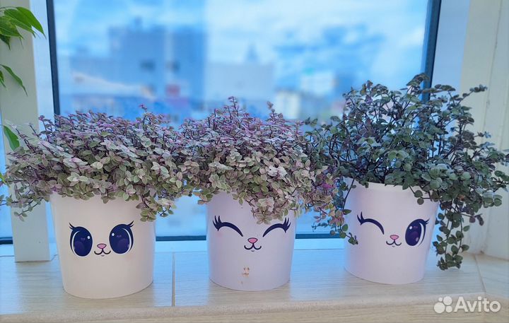 Коллизия розовая пантера Бьянка зелёная желтая