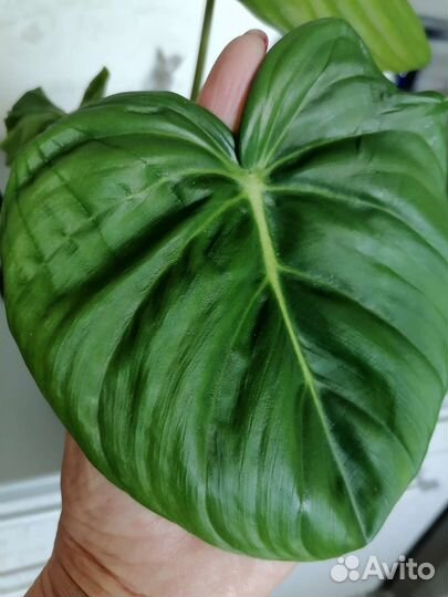 Филодендроны