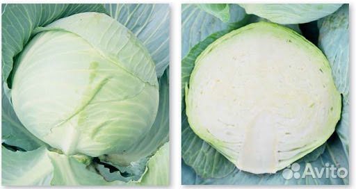 Семена Капусты белокочанной Универс F1