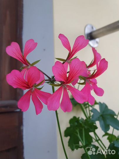Пеларгония герань сортовая