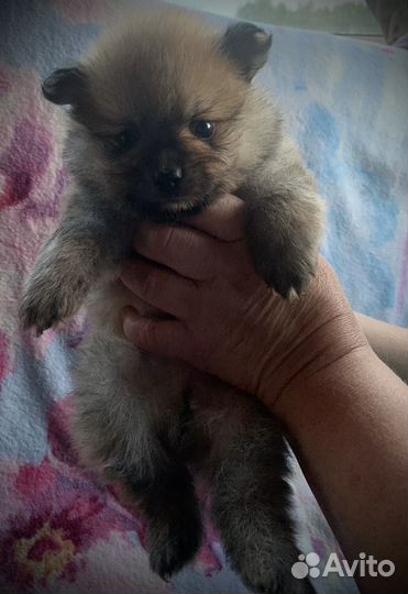 Щенки шпица