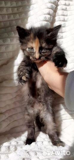 Кошка (девочка)