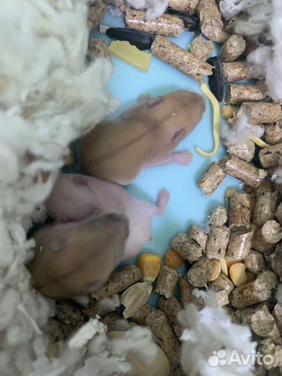 Джунгарский хомяк