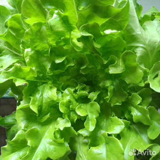 Салат листовой