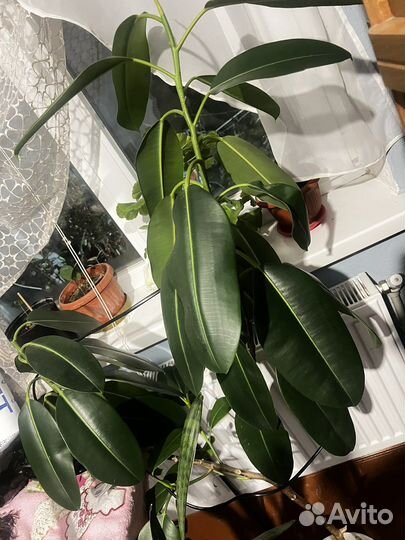 Сансевиерия тещин язык фикус цветы