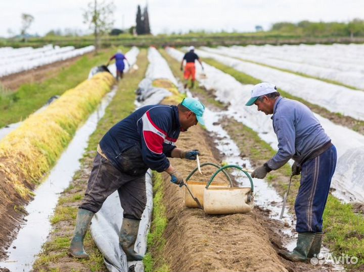 Рабочий на плантацию клюквы (вахта)