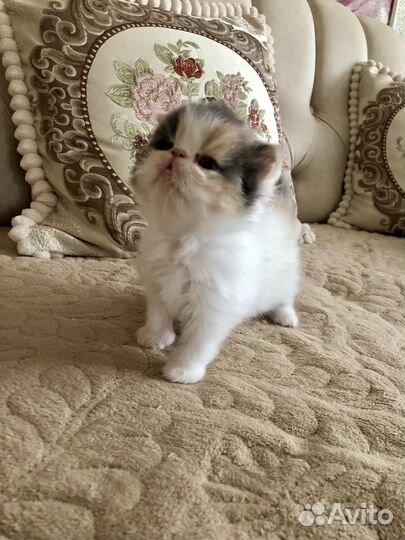 Персидские котята экзоты