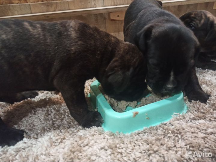 Щенки Кане Корсо