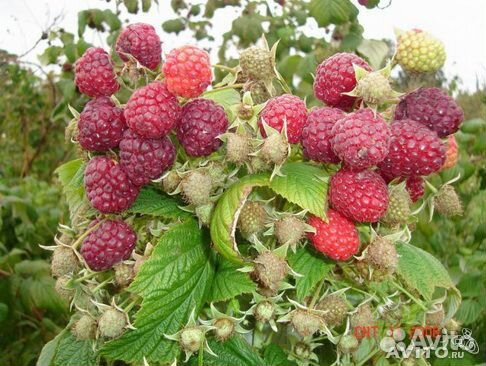 Саженцы ремонтантной малины, ароматная. Ежевика