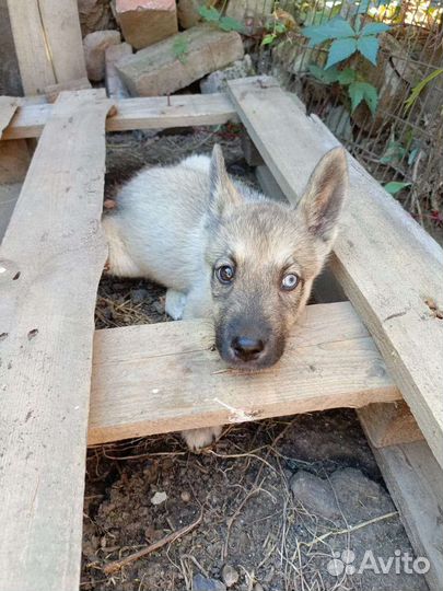 Собака в добрые руки щенок