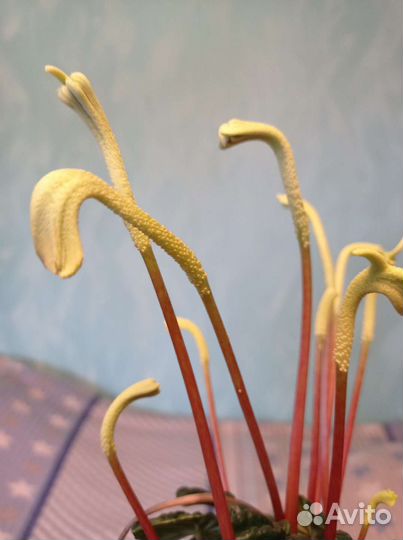 Пеперомия сморщенная. Традесканция