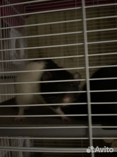 Крысы Дамбо Мальчики В добрые руки