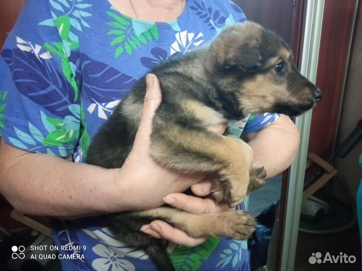 Щенки в добрые руки