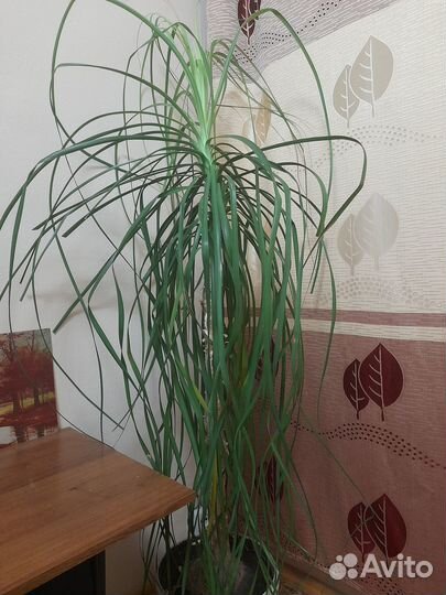 Продам пальму