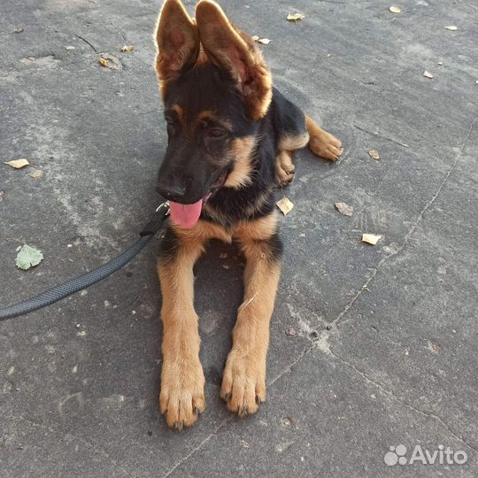 Вязка собак немецкая овчарка