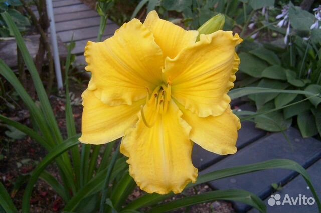 Лилейники сортовые