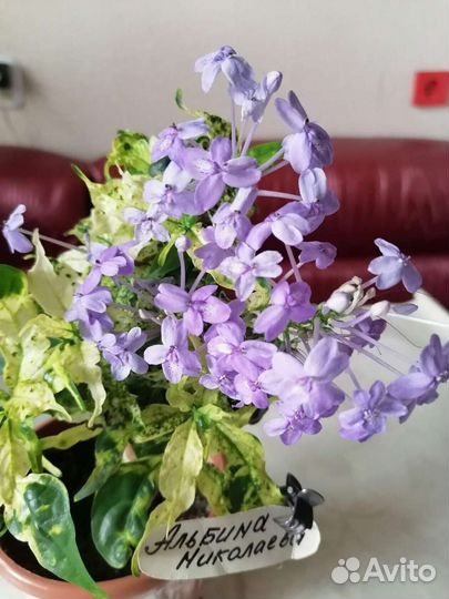 Экзотика, домашние цветы