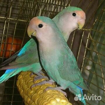 Голубые неразлучники, птенцы