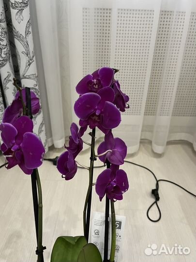Орхидеи