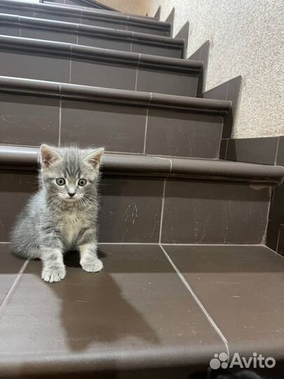 Красивые котята