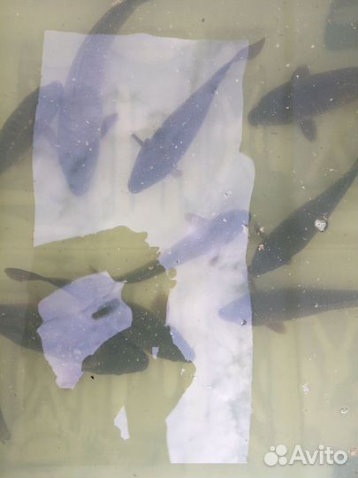 Живая рыба, карп 3х видов