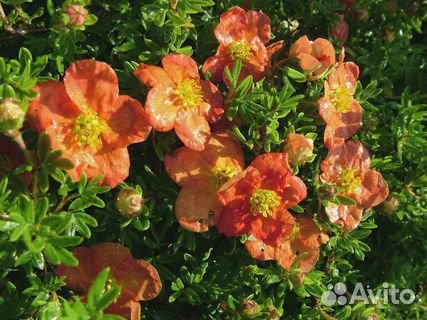 Лапчатка не только декоративная, но еще и лечебная