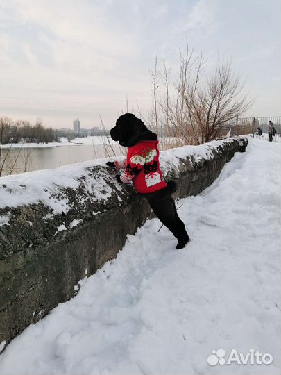 Щенки шарпей