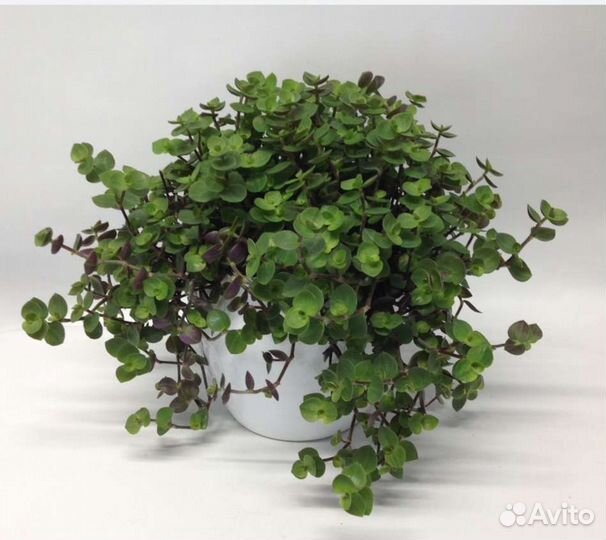 Коллизия Green