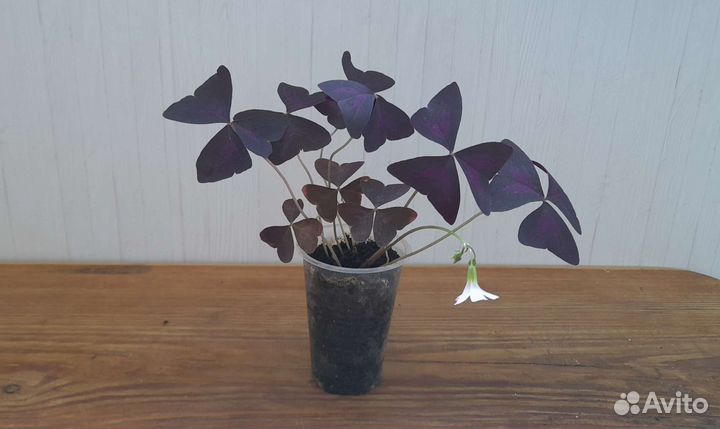 Кислица оксалис