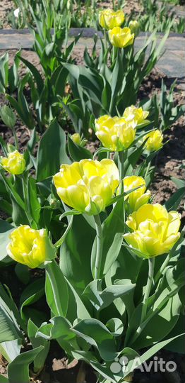 Букет, тюльпаны,цветы