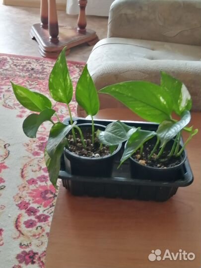 Сциндапсус