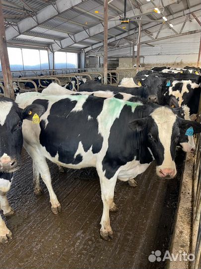 Телки нетели