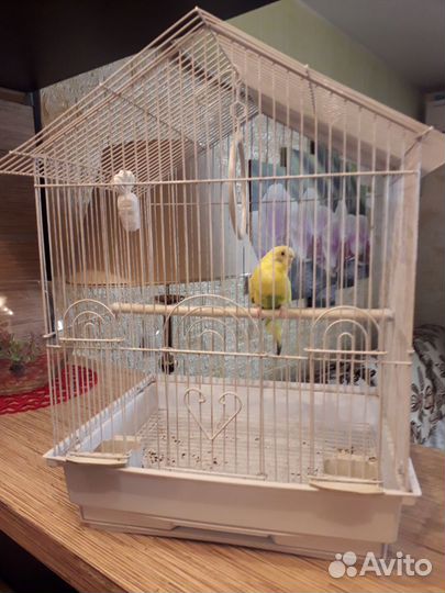 Волнистый попугай с клеткой