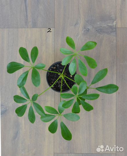 Комнатные цветы Шеффлера Арборикола