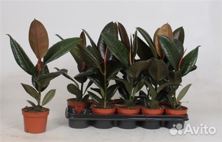 Фикус робуста 12 40