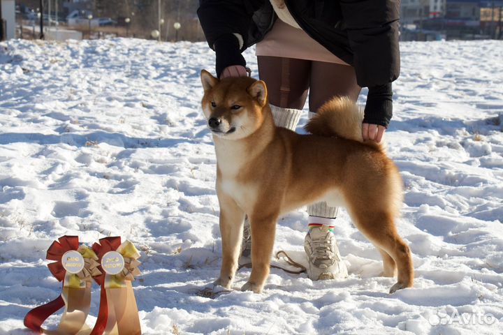 Сиба ину кобель для вязки