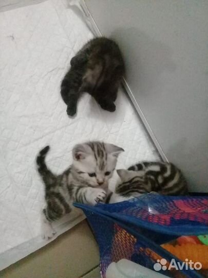 Шотландские вислоухие котята