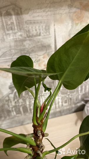 Антуриум розовый